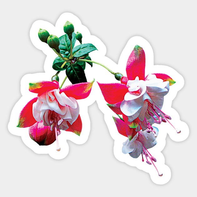 Fuschia - Cluster of Fuschia Sticker by SusanSavad